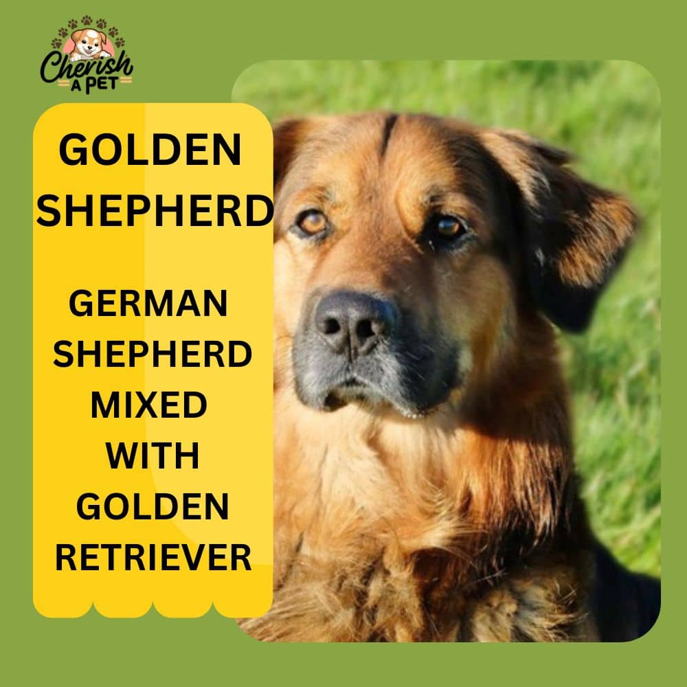 german shepherd mix with golden retriever