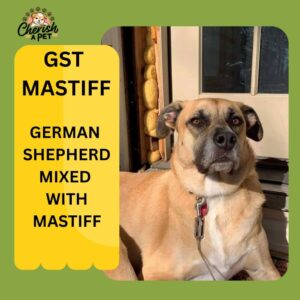german shepherd mix with English mastiff