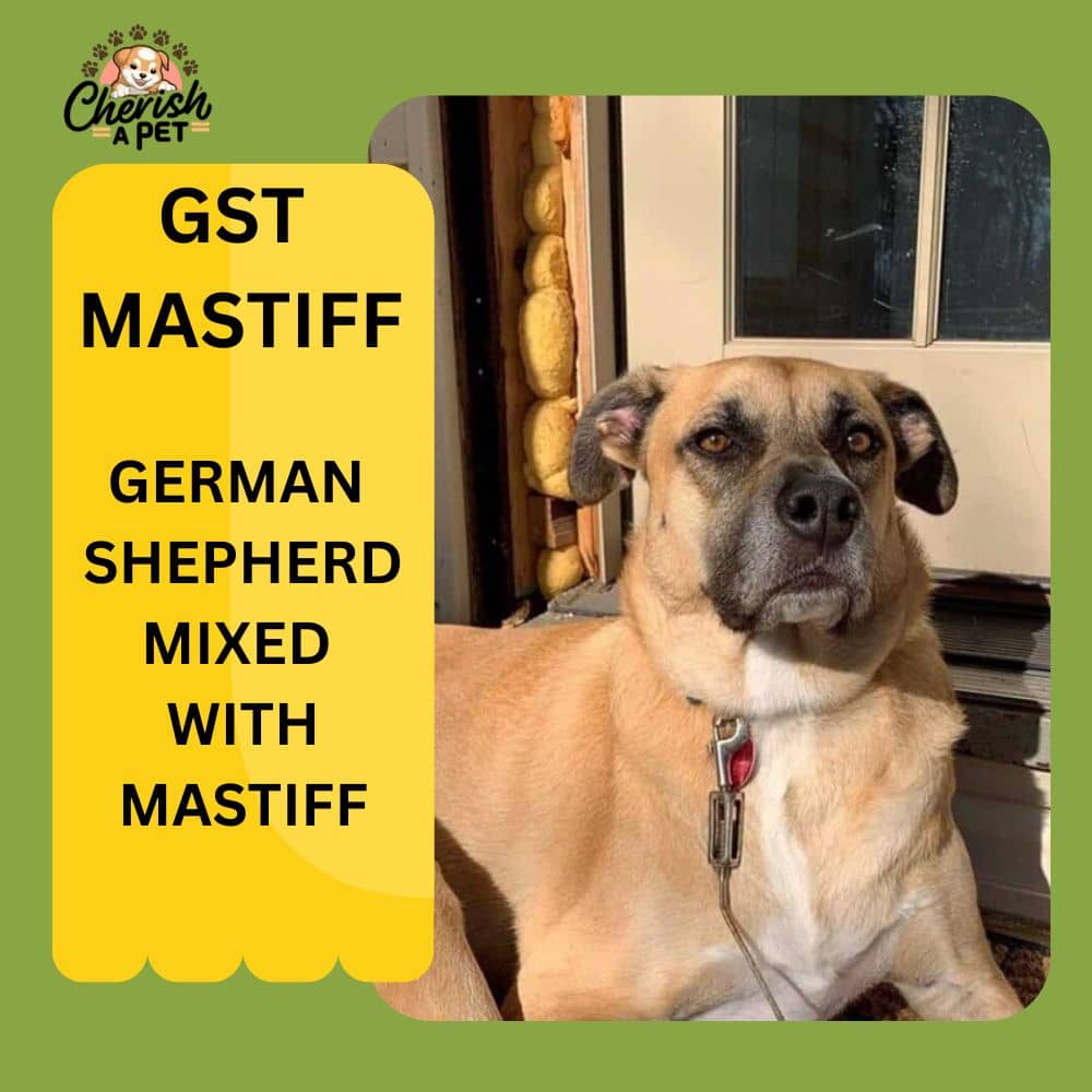 german shepherd mix with English mastiff
