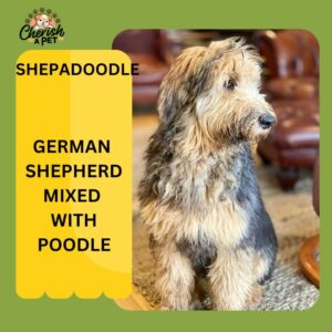 german shepherd mix with poodle
