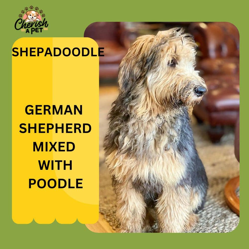 german shepherd mix with poodle