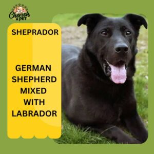 german shepherd mix with lab