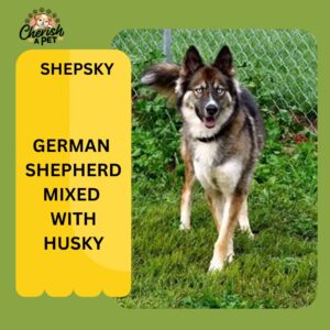 german shepherd mix with husky