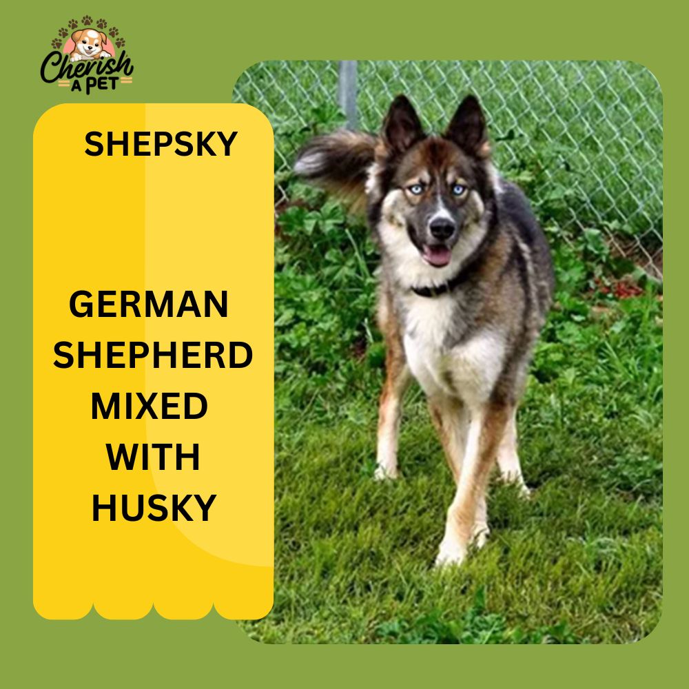 german shepherd mix with husky