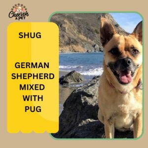 german shepherd mix with pug