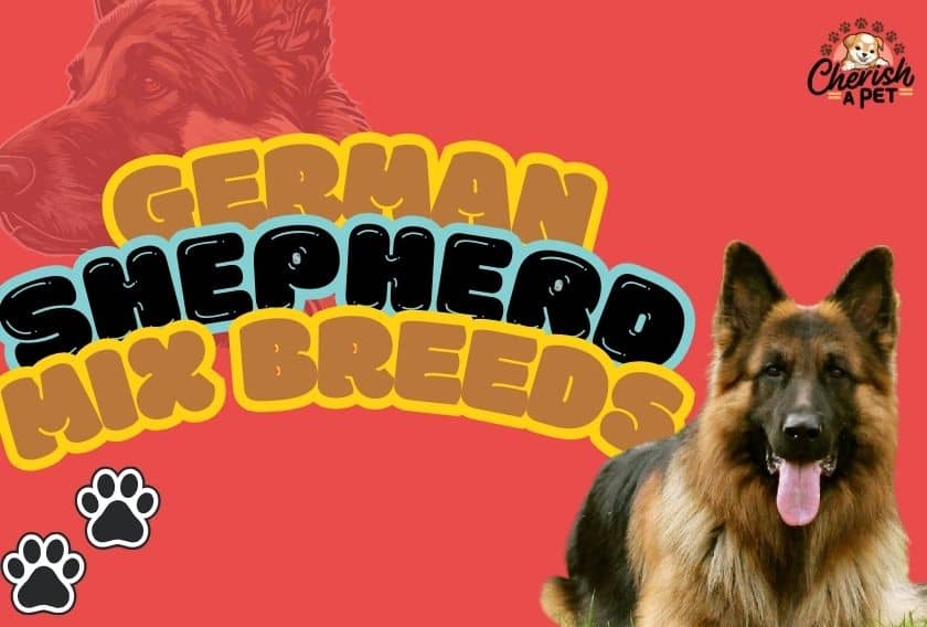 german shepherd mix puppies