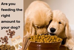 feeding right amount to your dog