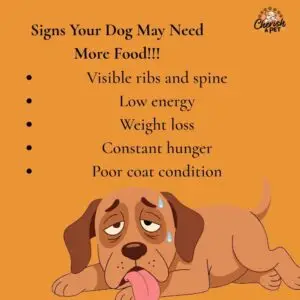 improper feeding to your dog